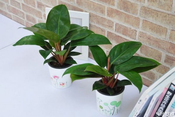 金钻种植的四大要素是什么呢(金钻用什么土种植好) 金钻种植的四大要素是什么呢(金钻用什么土种植好)