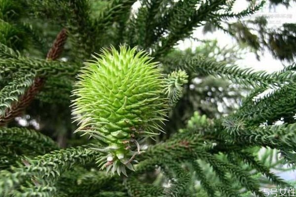 南洋杉的生长环境是怎么样的呢(南洋杉生长速度)