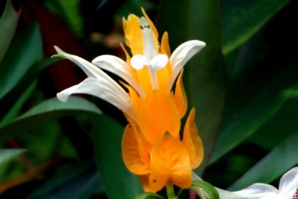 金苞花什么时候开花呢(金苞花花期)