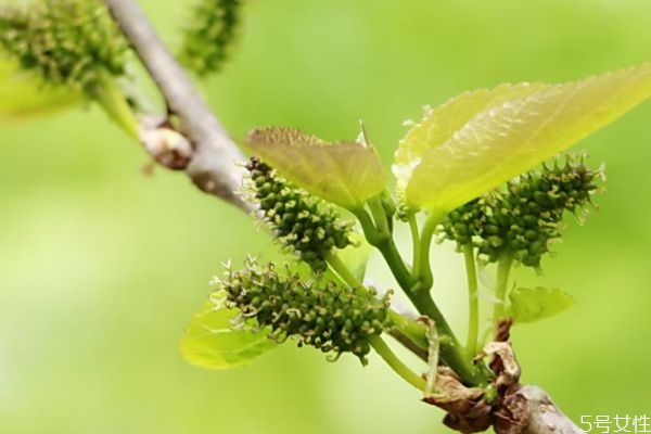 桑树花的花语是什么呢(扶桑花的花语是什么)