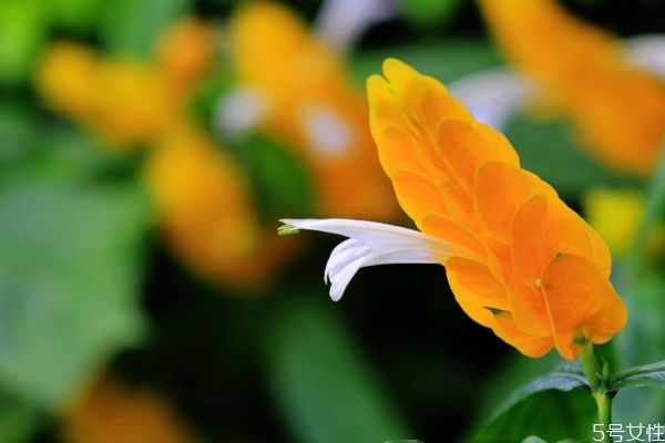 金苞花生长环境是怎么样的呢(金苞花的养殖方法)