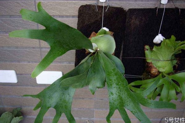 鹿角蕨会有毒吗(鹿角蕨为什么不能碰)