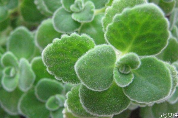 碰碰香一般几月份开花呢(碰碰香什么时候开花 时间)