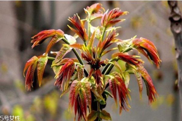 哪些人不能吃香椿(哪些人不能吃香椿 吃香椿的禁忌)