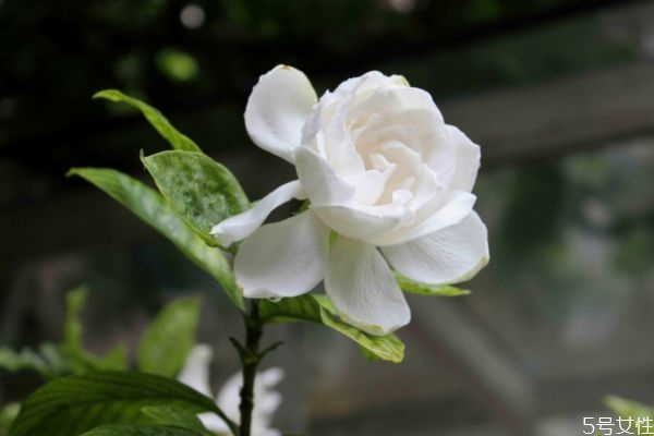 水横枝几月开花呢(水横枝是什么)