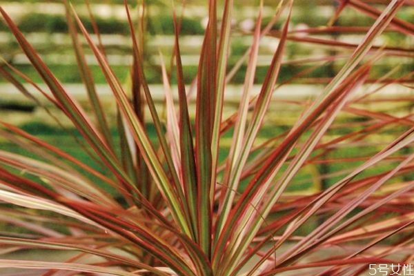 千年木的生长环境是怎么样的呢(千年木好养吗)