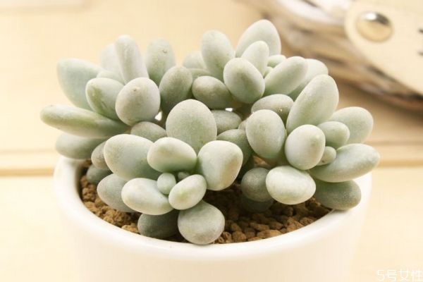 白美人的花语是什么呢(白色的花花语)