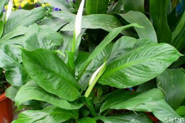 绿巨人的生长环境是怎么样的呢(绿巨人植物怎么养) 绿巨人的生长环境是怎么样的呢(绿巨人植物怎么养)