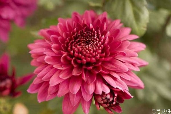 大丽花的生长环境是怎么样的呢(大丽花的养护) 大丽花的生长环境是怎么样的呢(大丽花的养护)