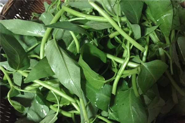 垂叶榕的生长环境是怎么样的呢(垂叶榕是常绿还是落叶)