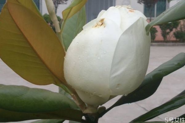 橡皮树得种植有什么注意的呢(橡皮树的种植方法和注意事项) 橡皮树得种植有什么注意的呢(橡皮树的种植方法和注意事项)