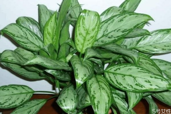 种植黑美人有什么作用呢(黑美人种植方法和注意事项)