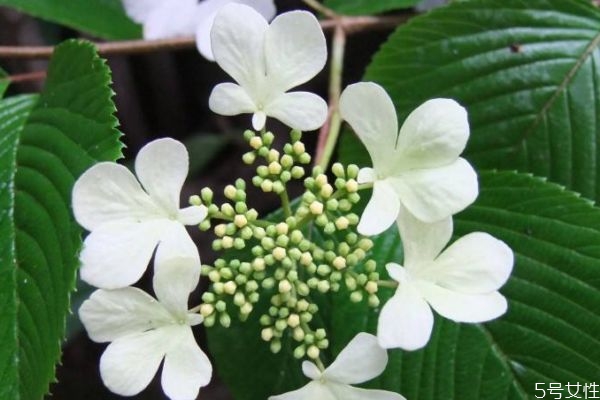 种植白蝴蝶有什么作用呢(白蝴蝶怎么养)