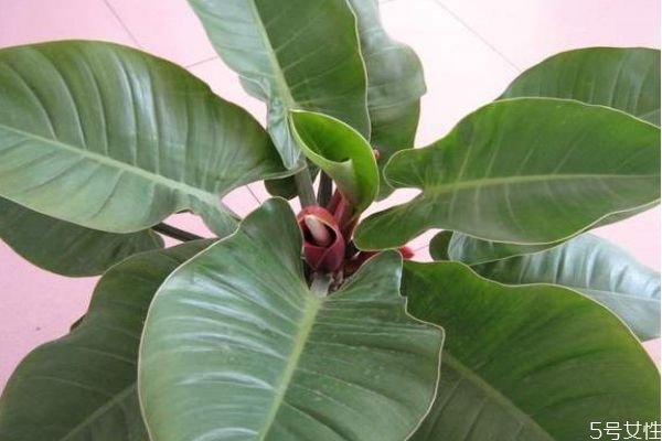 绿帝王的生长环境是怎么样的呢(绿帝王图片和养殖技术)