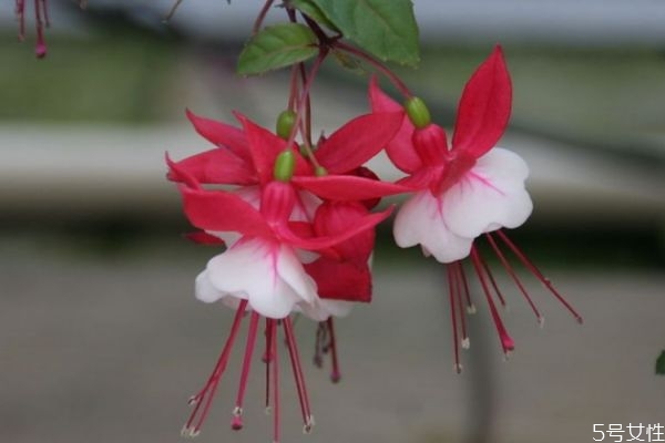 倒挂金钟的种植要注意什么呢(倒挂金钟的种植方法和注意事项)