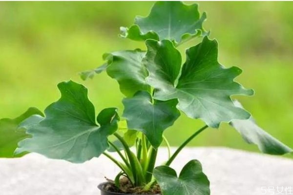 春羽会开花吗(春羽会开花吗?)