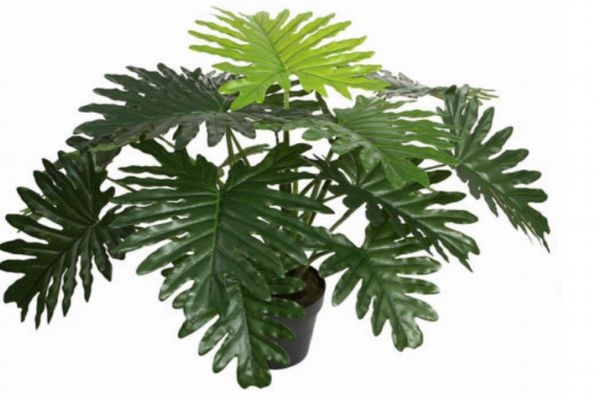 春羽的生长环境是怎么样的呢(春羽的适合生长环境( ))