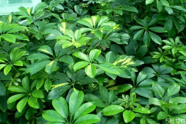 鸭掌木的生长环境是怎么样的呢(鸭掌木生长温度)