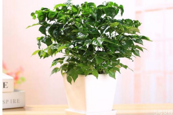 富贵树的生长环境是怎么样的呢(富贵树适合在什么地方养)