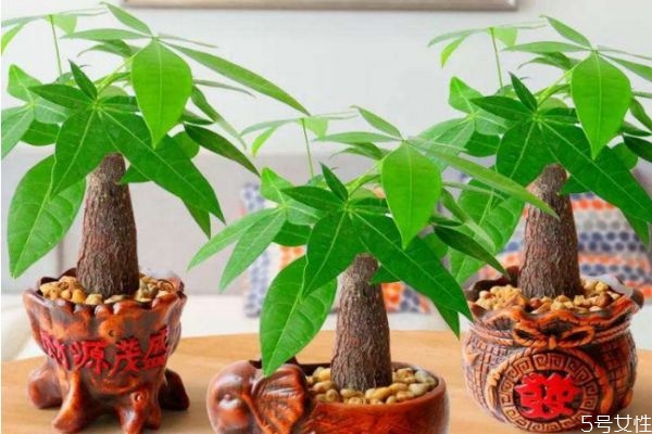 发财树会开花吗(发财树会开花吗?)