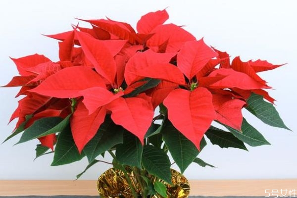 什么植物不适合室内养殖呢(哪些植物不适合室内养为什么)