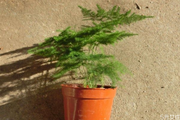 文竹会开花吗(文竹开花图片)