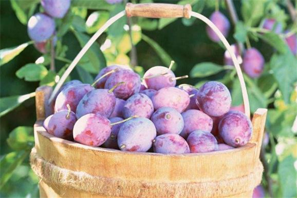 西梅怎么吃好(西梅怎么吃好吃)