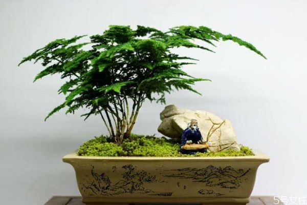 文竹的生长环境是怎么样的呢(文竹适合在什么环境下生长)