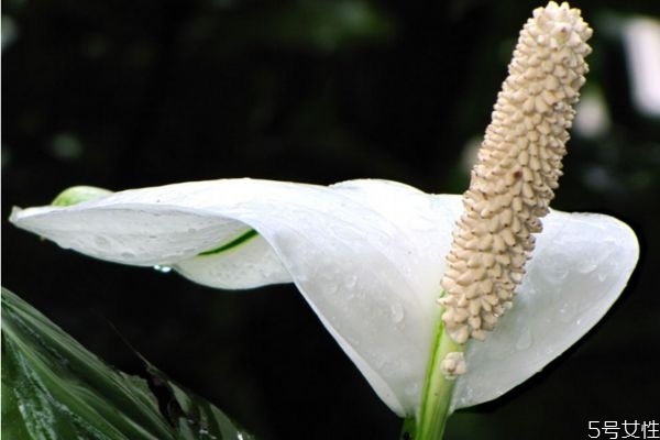 白鹤芋的生长环境是怎么样的呢(白鹤芋怎么养才长得好)
