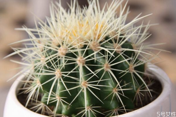 吃仙人掌有什么好处呢(吃仙人掌有什么好处呢?)