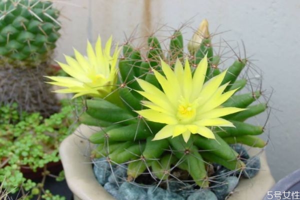 仙人掌主要分布在哪里呢(仙人掌的分布地在哪里)