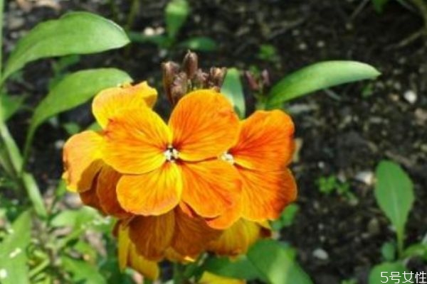 桂竹香的生长环境是怎么样的呢(桂竹香花期)