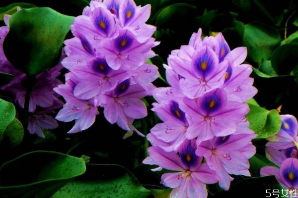 凤眼莲的危害有什么呢(凤眼莲对人有什么危害)