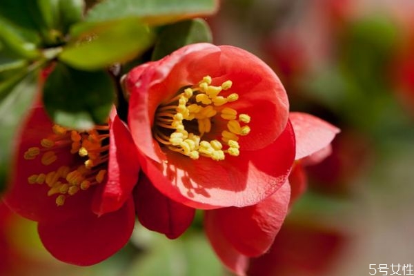 贴根海棠的种植需要注意什么呢(贴梗海棠如何养护) 贴根海棠的种植需要注意什么呢(贴梗海棠如何养护)