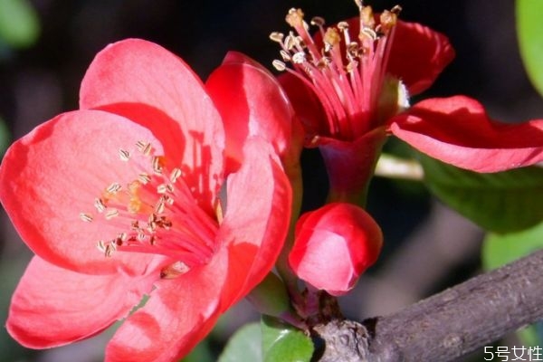 贴根海棠的生长环境是怎么样的呢(贴梗海棠如何养护)