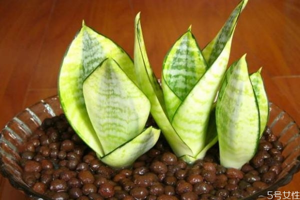 虎尾兰要什么种类呢(虎尾兰的种类有几种) 虎尾兰要什么种类呢(虎尾兰的种类有几种)