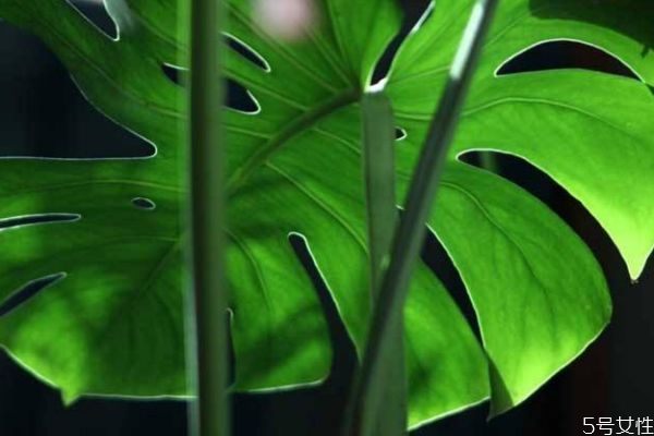 龟背竹的生长环境怎么样呢(龟背竹的生长环境的特点)