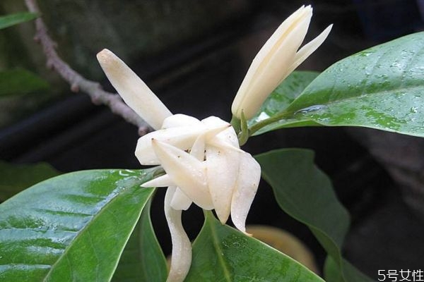 白兰花的生长环境是怎么样的呢(白兰的种植和养护) 白兰花的生长环境是怎么样的呢(白兰的种植和养护)