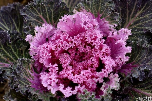 羽衣甘蓝的生长环境怎么样呢(羽衣甘蓝是多年生植物吗)