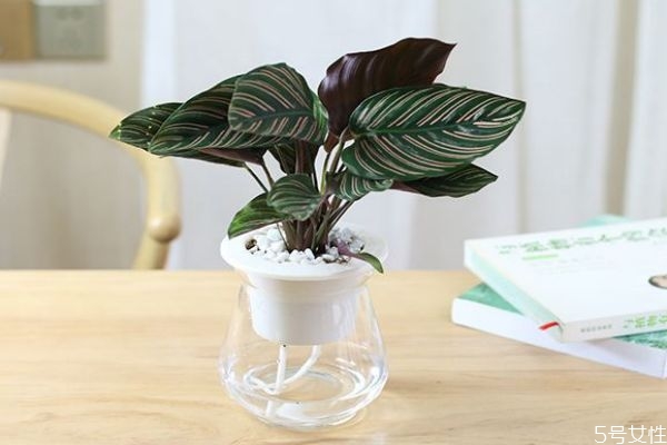 孔雀竹芋的花期在几月份呢(孔雀竹芋会开花吗)