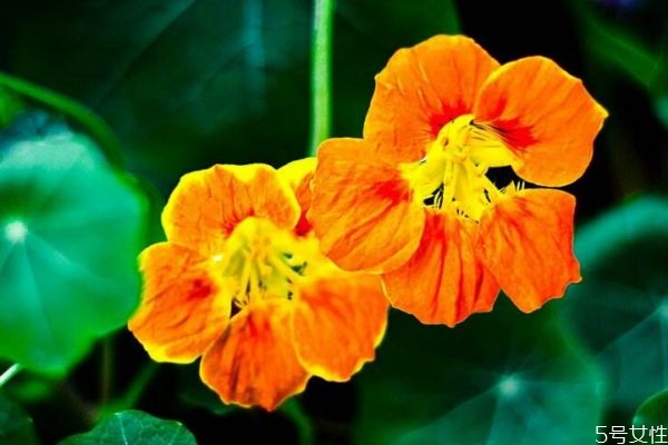 旱金莲有毒吗(旱金莲有毒吗?) 旱金莲有毒吗(旱金莲有毒吗?)