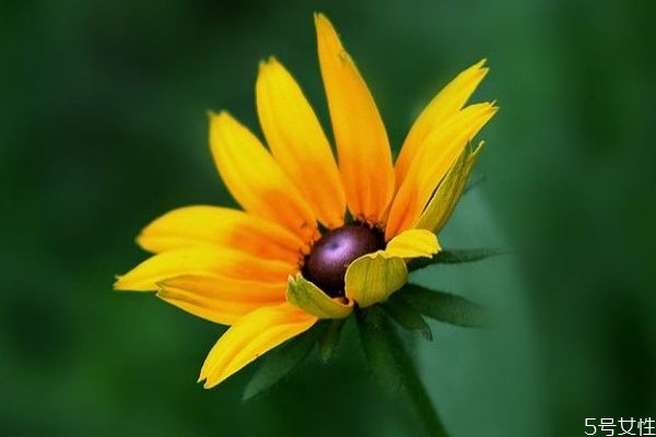 金光菊的花期是什么时候呢(金菊什么时候开花?)