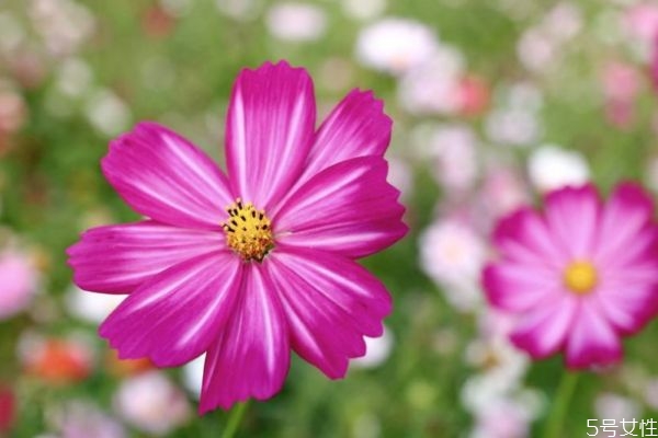 波斯菊的生长环境是怎么样的呢(波斯菊生长环境要求)