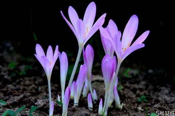 秋水仙有毒吗(秋水仙有毒吗)