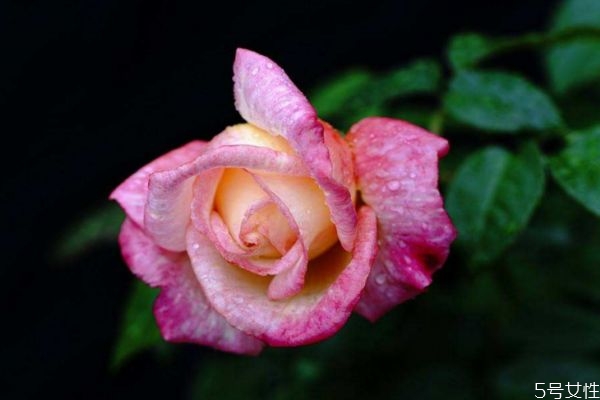 月季花有什么颜色的呢(月季花有几种颜色)