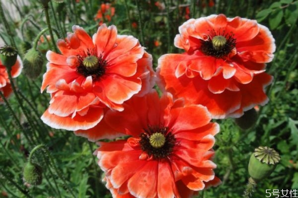 虞美人的生长环境怎么样呢(虞美人适合在什么地方生长)