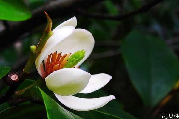 含笑花的花语是什么呢(含笑花的花语和寓意)