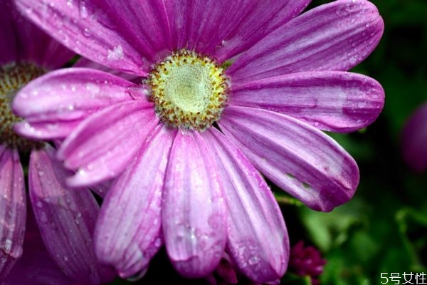 瓜叶菊有什么颜色的呢(瓜叶菊是什么颜色的)