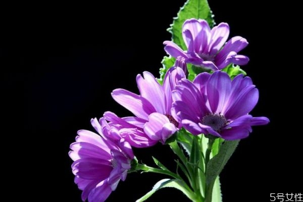 瓜叶菊的生长环境有什么呢(瓜叶菊的种植) 瓜叶菊的生长环境有什么呢(瓜叶菊的种植)