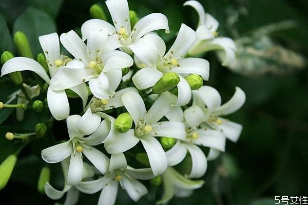 七里香的生长环境是怎么样的呢(七里香怎么养得好)